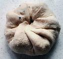 Recipe Picture