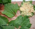 Recipe Picture