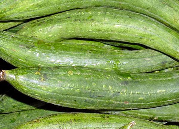Ridge gourd or (Turai) Seeds (Pack of 10 Seeds)