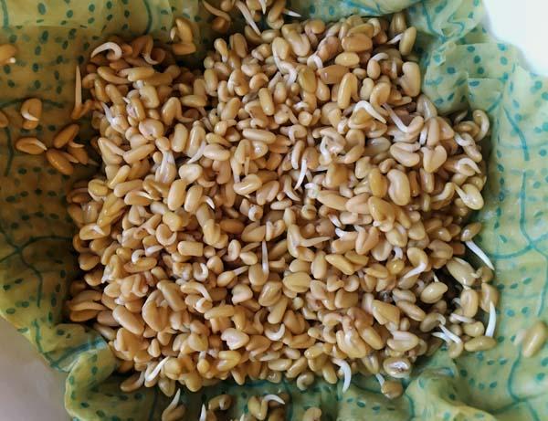 Fenugreek (Methi) Seeds Sprouts, How To