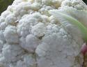 Recipe Picture
