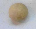Recipe Picture