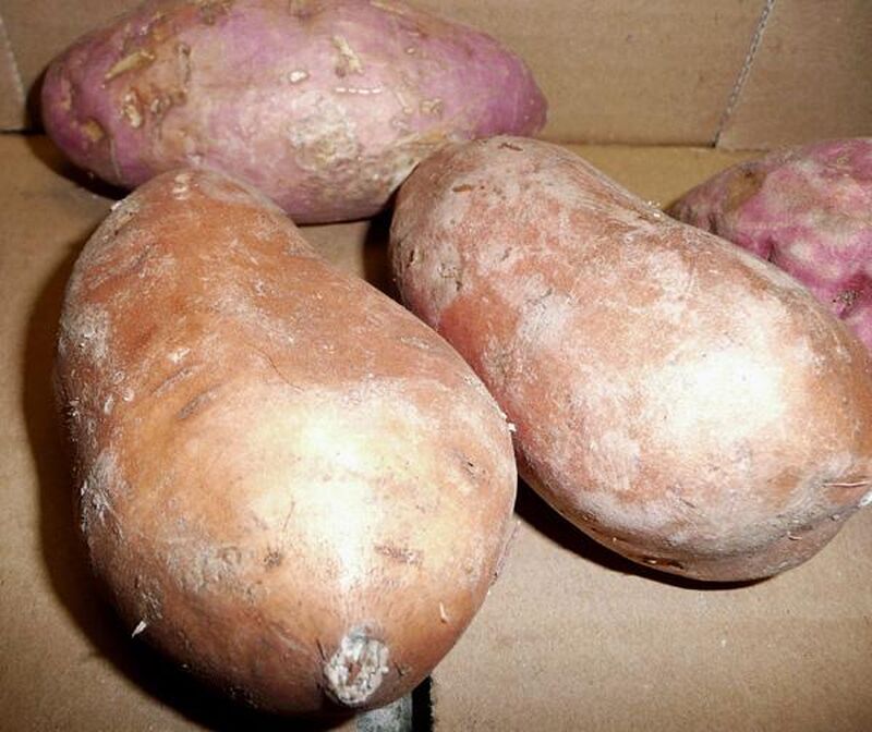 Baked Sweet Potato Slices - picture