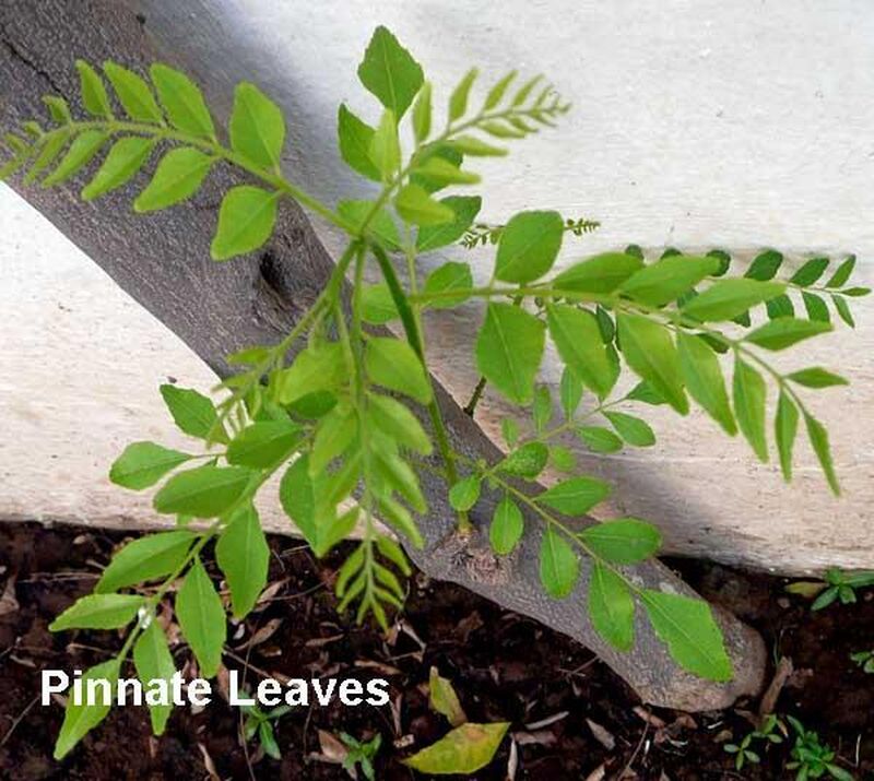 How To Grow Curry Leaf Tree In UK and How to Store Its Leaves - picture