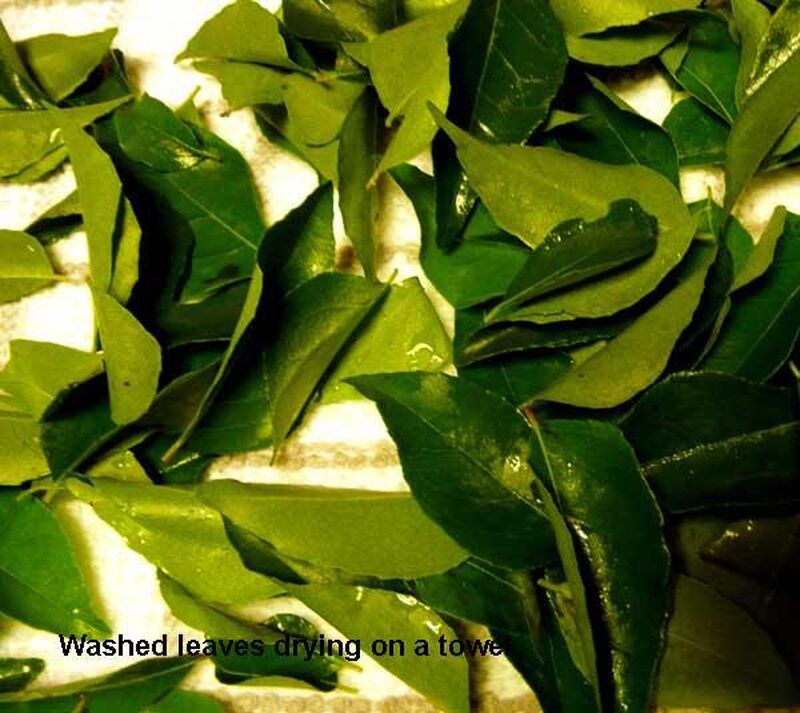 How To Grow Curry Leaf Tree In UK and How to Store Its Leaves - picture