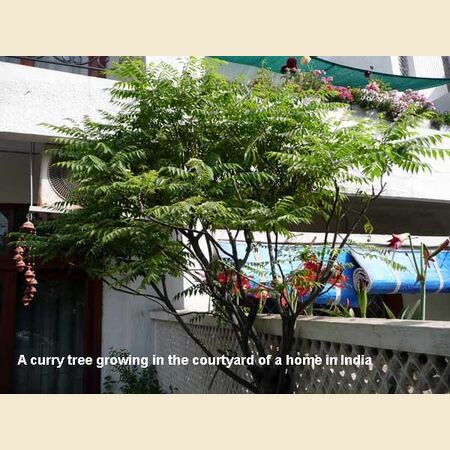 How To Grow Curry Leaf Tree In UK and How to Store Its Leaves