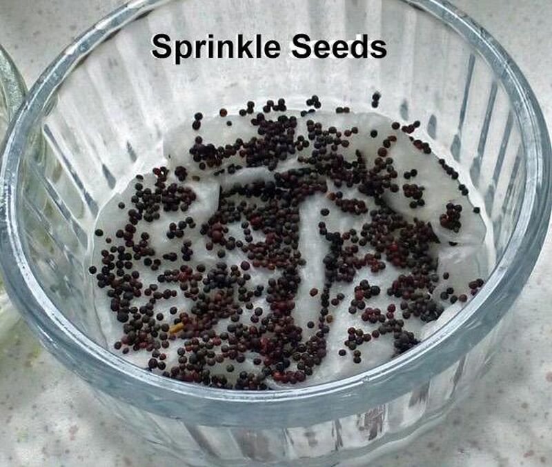 How to Sprout Mustard Seeds For Salads - picture
