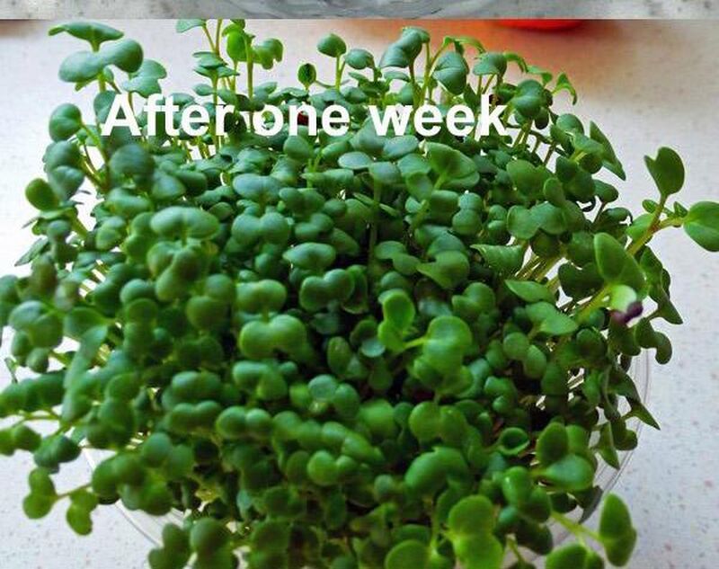 How to Sprout Mustard Seeds For Salads - picture