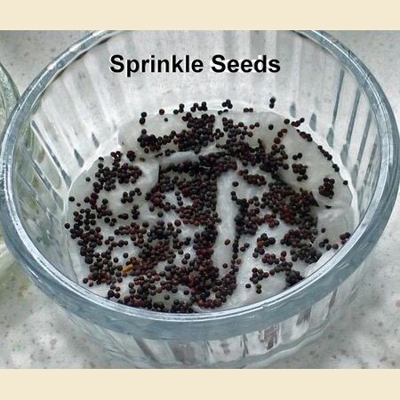 How to Sprout Mustard Seeds For Salads