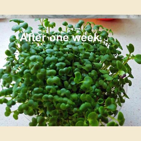 How to Sprout Mustard Seeds For Salads