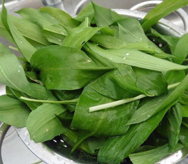 Chapati, Roti or Phulka (Indian Flatbread) with Wild Garlic Leaves  - picture